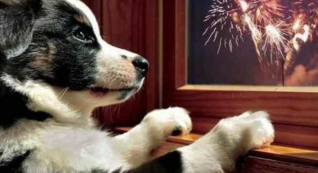 Pánikot okozhat a kutyáknál a szilveszteri tűzijáték