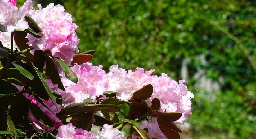 Ketaba havasszépe – az örökzöld, amelyik nem szereti a kompromisszumokat