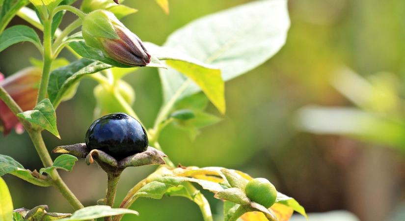 A növények, amiket régen boszorkányok használtak, de a kertészek ma is gyakran félreértenek