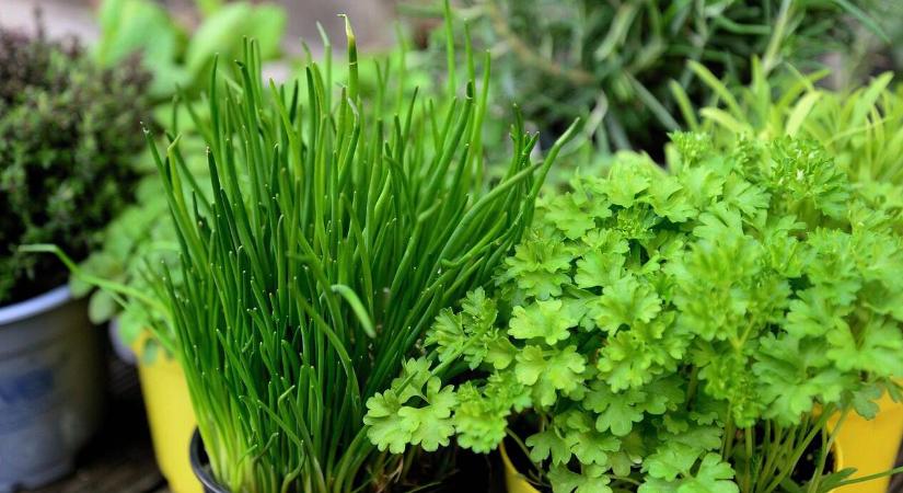 Konténerkertészet: így termesszünk beltérben!