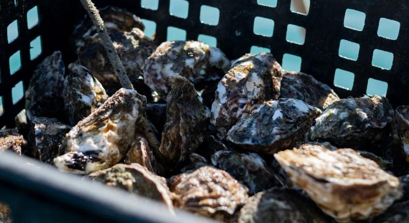 Aggasztó hírek Hirosimából, kivonul a Hervis Magyarországról – a legolvasottabb gazdasági hírek novemberben