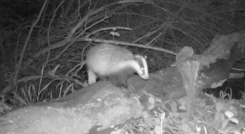 Lenyűgöző felvételeken mutatjuk meg a Bakony titkait, válogatás az év vadkamerás pillanataiból (képgaléria, videó)