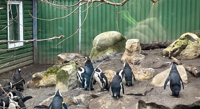 Pingvinséta a százszorszépes mezőn