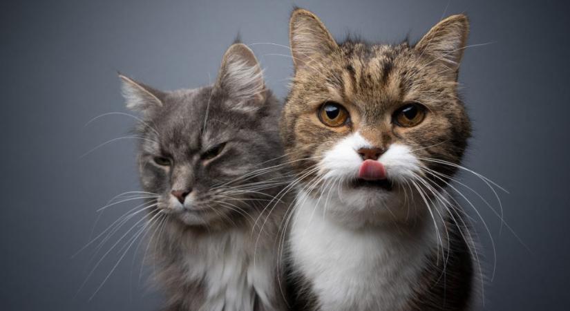 Valóban lehet féltékeny egy macska? Nem pont azt érzik, amire gondolunk