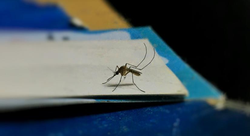 Megdől egy régi tévhit a nyári éjszakák rémeivel kapcsolatban