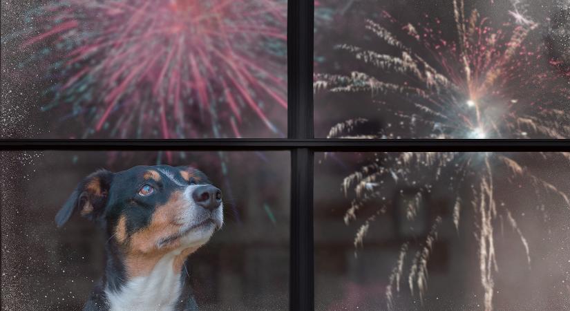 Jön még kutyára tűzijáték! – Bus István jegyzete