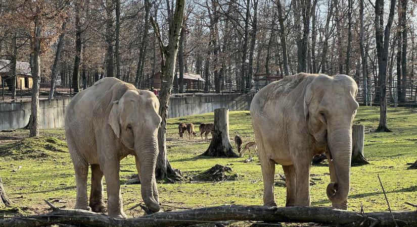 Ha a Kacagójancsi reggel nevet, itt minden rendben van - Séta a marosvásárhelyi állatkertben