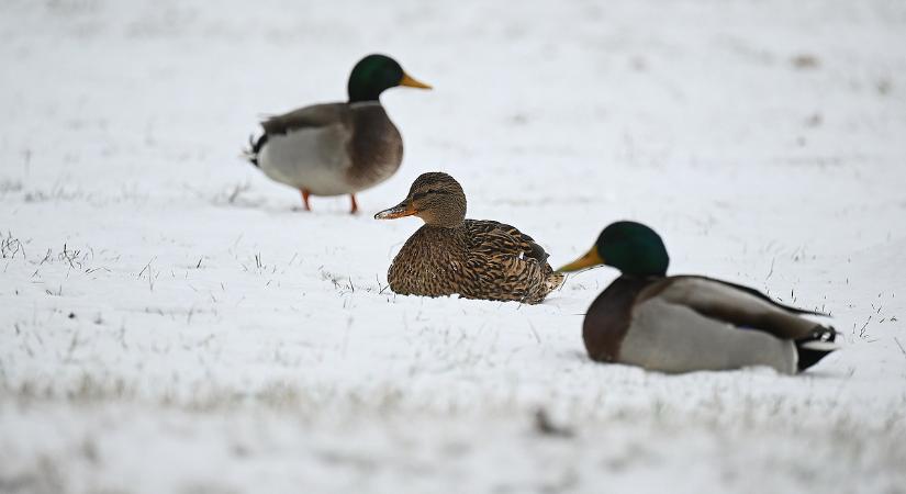 Megérkezett a hó, de már olvad is