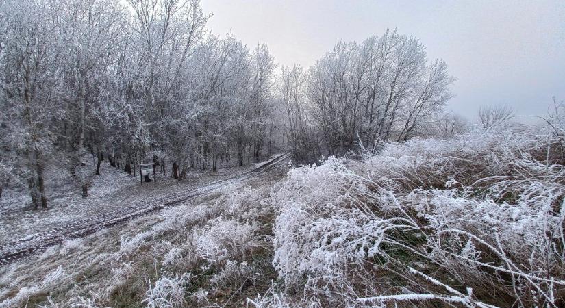 A Maros-ártér titkos ragadozója úgy ugrál a fák között, mint egy mókus