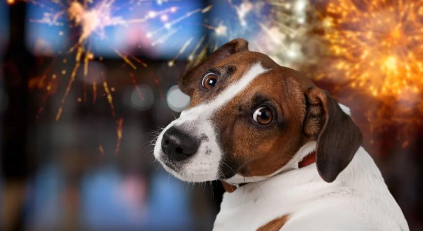 Mit tegyünk, ha szilveszter után kóbor kutyát találunk?