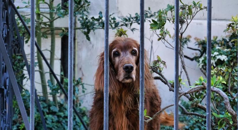 Vaskerítésbe szorult egy kutya szilveszterkor Zalában