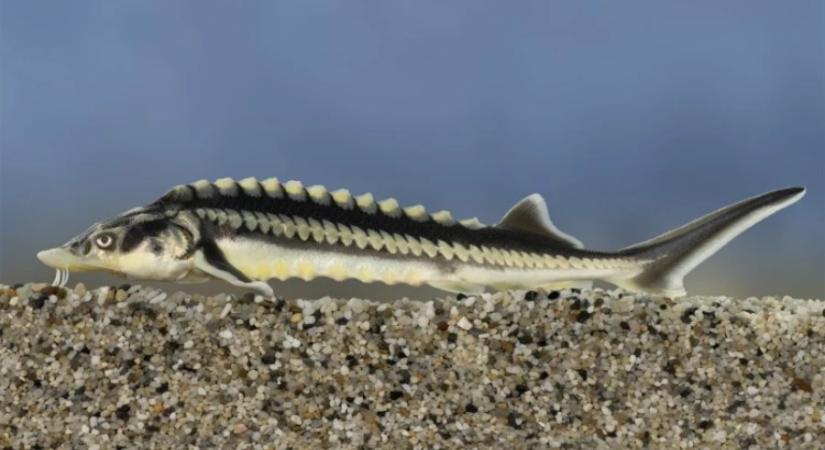 Ősi óriás lett az év hala