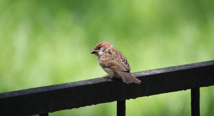 2025 lakossági akciós vásárai és térítésmentesen igényelhető termékei a “zöld szemlélet” jegyében