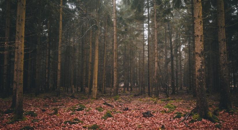 Hőkamera találta meg az erdőben eltűnt idős nyugdíjast – kevésen múlt a tragédia
