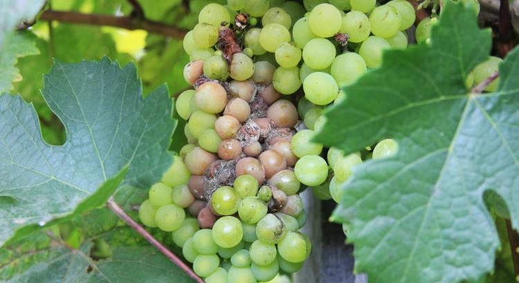 Eljött a peptidek kora a gombák elleni biológia harcban