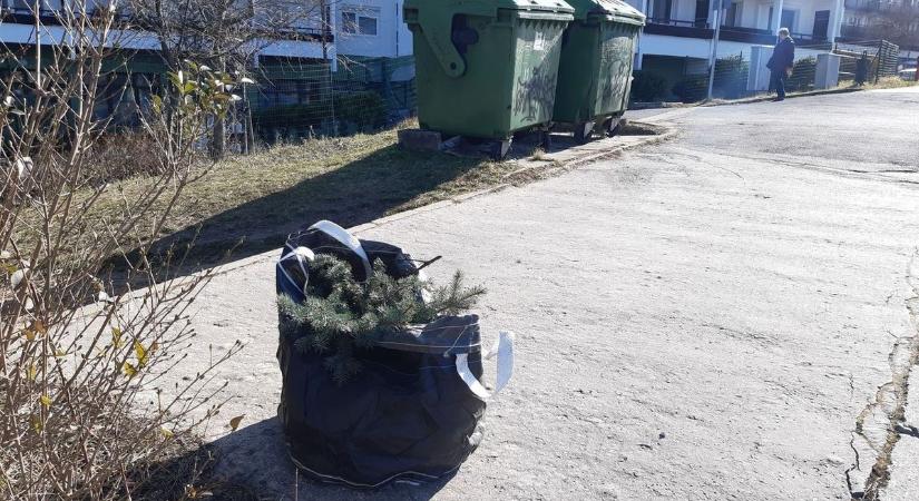 Hamar felesleges lett a karácsonyfa? Segítünk azzal, hogy megmondjuk, hova tehetik