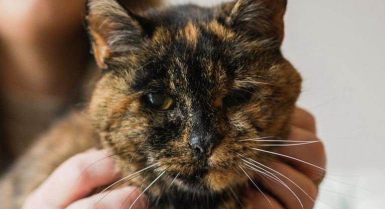 Emberi léptékkel 120 éves Flossie, a világ legöregebb Guinness-rekorder macskája