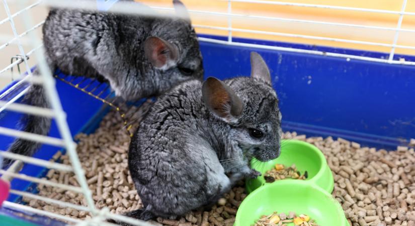 Nem akármilyen állattal akart nagyot szakítani sok gazda: de jól tették?