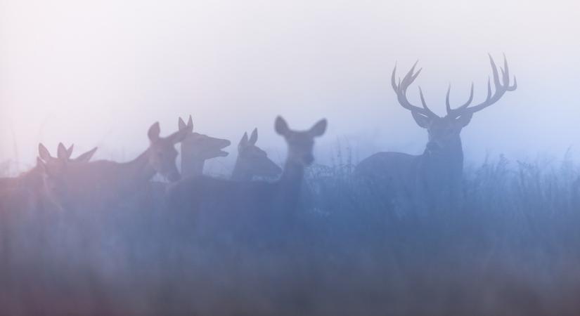 Káprázatos szarvasrudli-vágta Bács-Kiskun vármegyében – videó