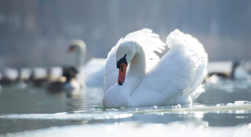 Belefagyott a Velencei-tóba egy hattyú szilveszterkor