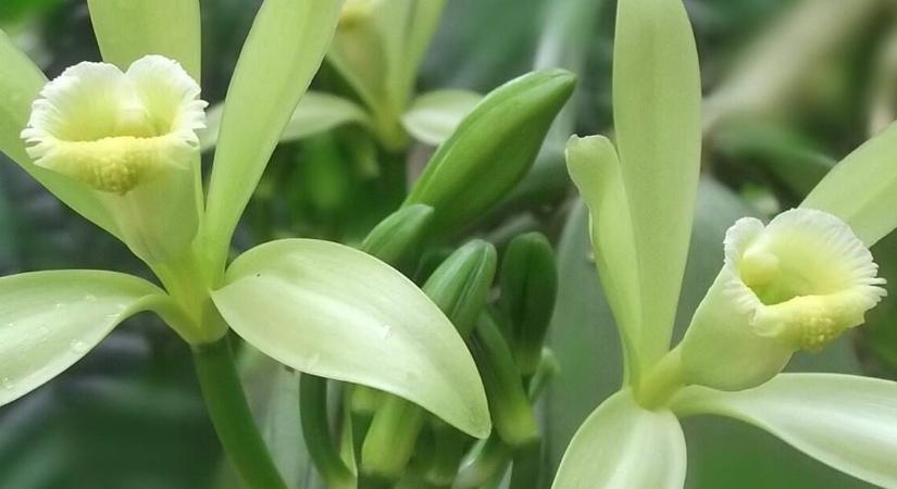 A világ legkockázatosabb fűszere: érdekes tények a vaníliáról, amit kevesen tudnak