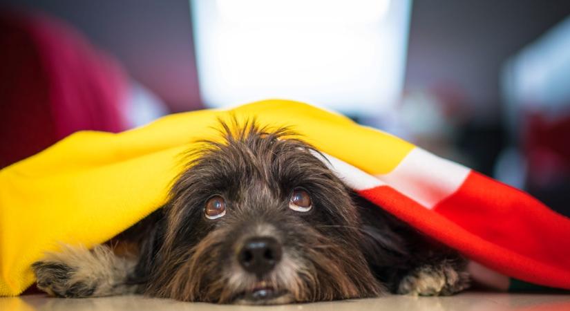 A háziállatok védelmére hívják fel a figyelmet a szilveszteri tűzijátékok idején az állatvédők