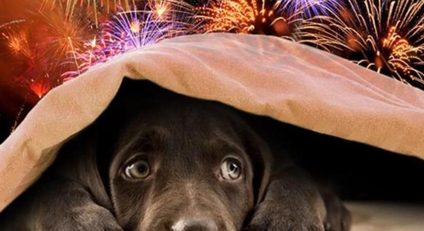 Hiába tilos, sajnos durranntak a petárdák, több kóbor kutya járta a várost