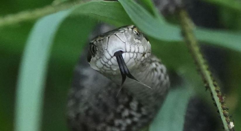 Ebből a kígyóból egyre több van Magyarországon