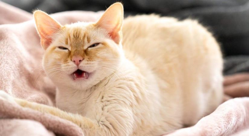 Ilyenkor jelez bajt, ha tüsszög a macska