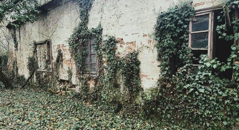 Borostyán nőtte be a romos dunántúli ingatlant, ahonnan nem egyik percről a másikra távoztak a lakók