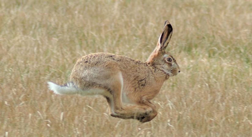 Elképesztő: illegális nyúlhajtók keserítik meg a brit gazdák életét