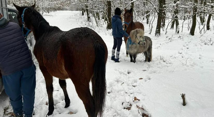 A villanypásztort is áttörték ijedtükben a tűzijáték elől menekülő lovak