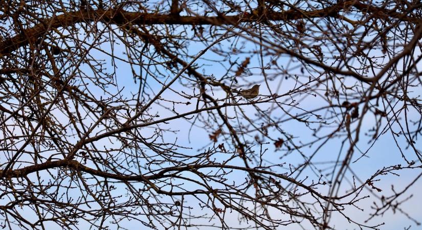 Teljesen összeomlott a populációja, most újra megjelent Magyarországon a ritka madárfaj