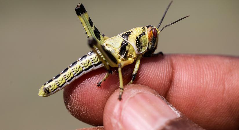 Brutális fenevadak lepik el Magyarországot, ilyet még tuti nem látott