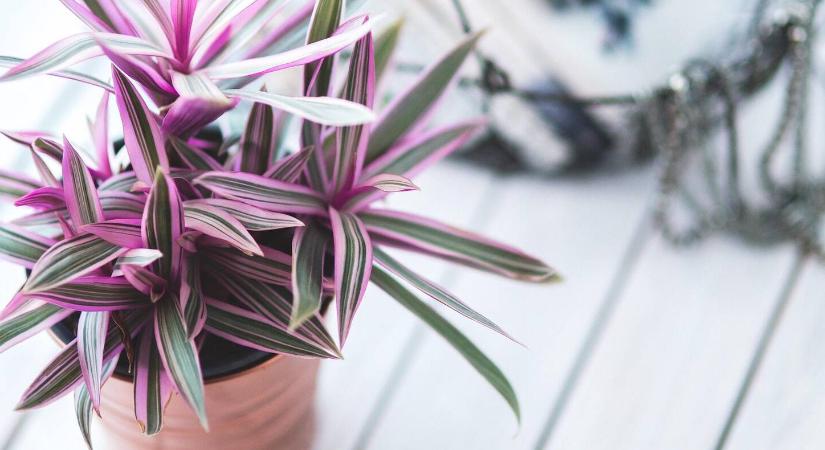 Penészes virágföld – miért alakul ki, és mit kezdhetünk vele?