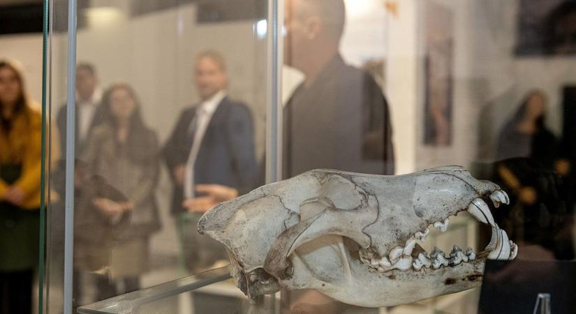 Európa egyik legnagyobb gyűjteménye látható a megyében