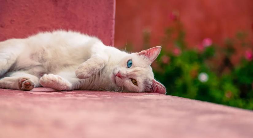 Álommunka egy görög szigeten: azért fizetnek, hogy cicákat gondozz a paradicsomban