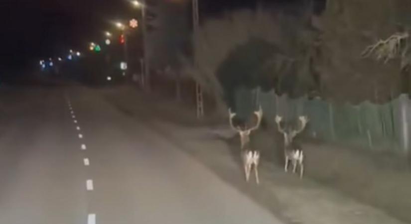 Belecskán még a vadak is tudják, hogy kell stílusan óévet búcsúztatni (videóval)