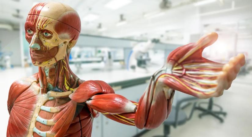 Kvíz: ezeknél az orvosi kifejezéseknél sokan elvéreznek – Te mennyire vagy képben?