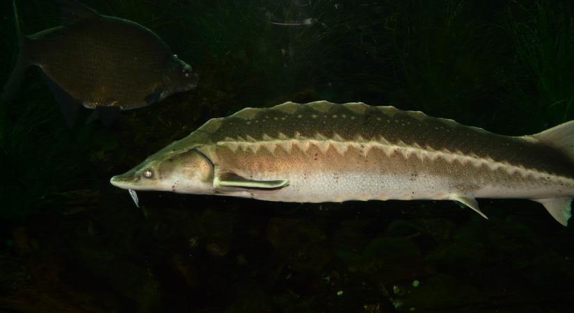 Az „ősi óriás” nyerte el az év hala címet