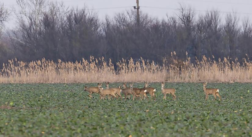 Találkozás a vaddal: mit tehet az autós, aki elüti, és mit a városlakó, akit vaddisznó károsított meg?