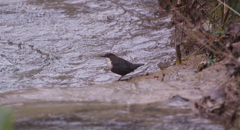 Ritkán látott madár bukkant fel a Bükk térségében