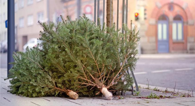 Jelentős bírság járhat érte, ha ezt tesszük a fenyőfával