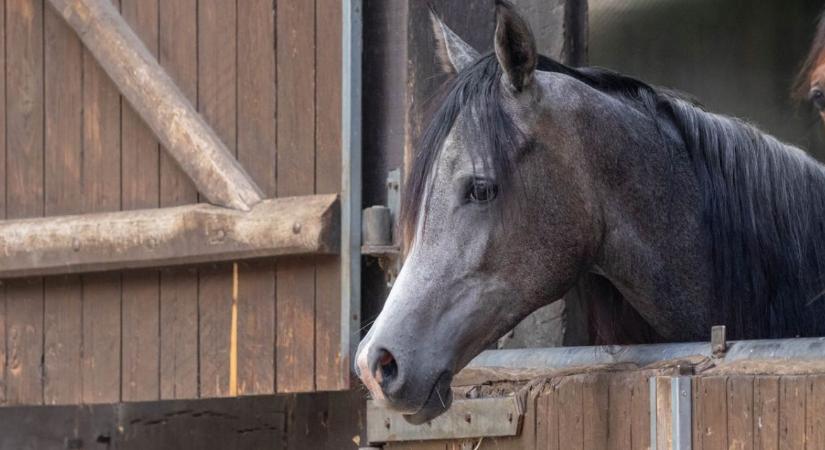 Lóistállók téli szellőzése – ammónia és pára kezelése