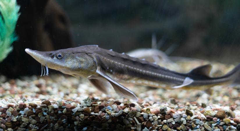 Döntöttek: ez a különleges magyar hal lett az év hala 2026-ban