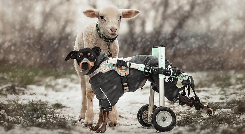 Megható fotóval indította az évet a debreceni fotós