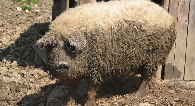 Nehéz helyzetben van sok gazda itthon: fontos piacok zárultak be előttük