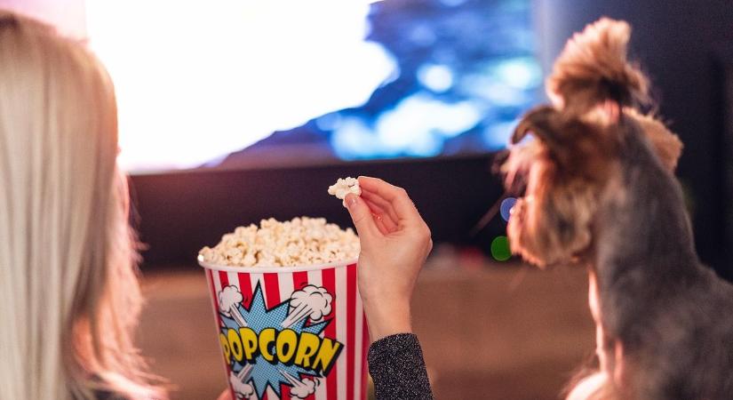 Buli után bekuckózva – 51 film évkezdéshez