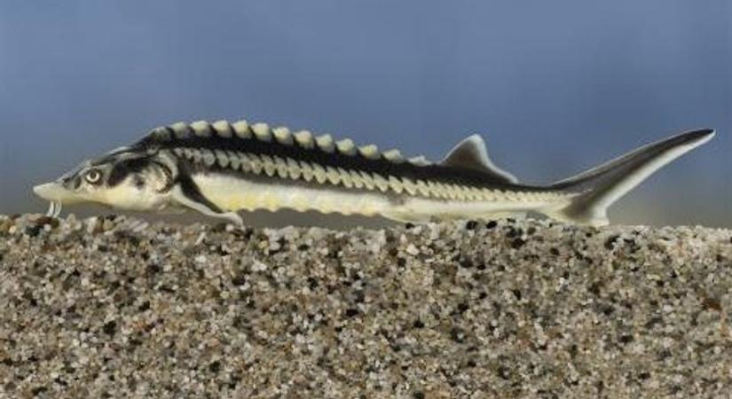 Ritka óriás nyerte az Év hala 2026 címet