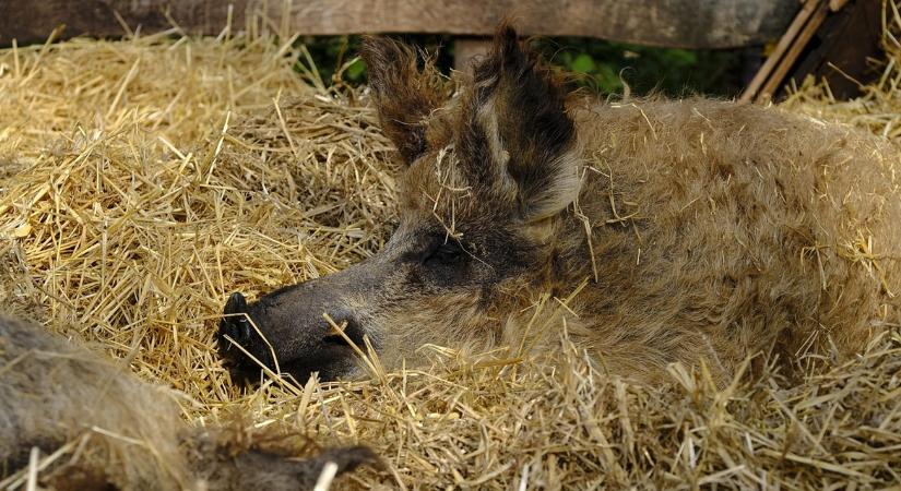 Úgy vigyáztunk rájuk, mint a szemünk fényére